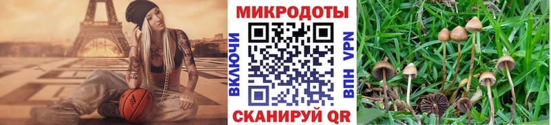 хочу наркоту  Петров Вал  Псилоцибиновые грибы Cubensis 
